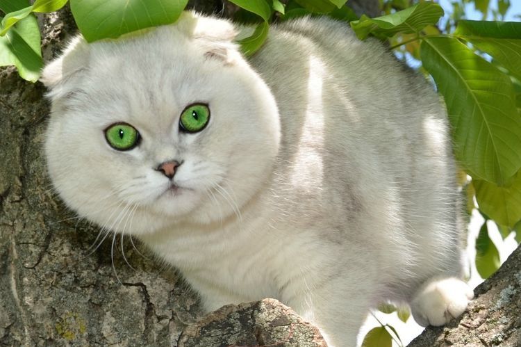 La crèche Shen-Alin à Moscou