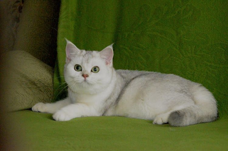 Chatterie Scottish Fold Angleterre Ersh et Nimphadori