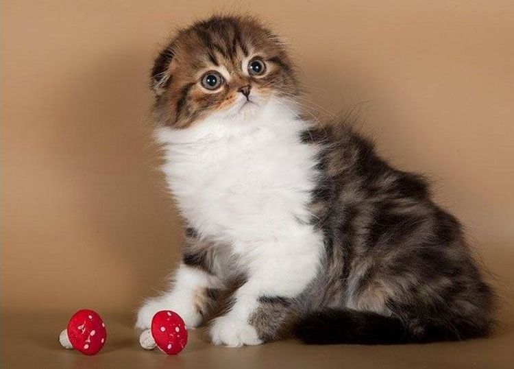 Chatterie Anykey Scottish Fold