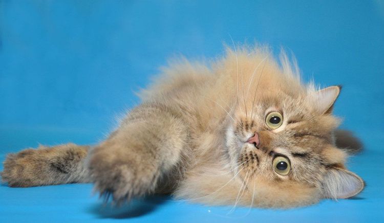 Chatterie L'Mur Scottish Fold