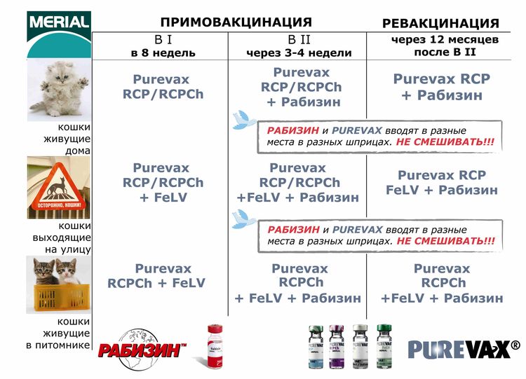 Calendrier de vaccination des chats