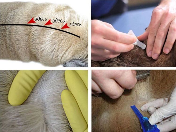 Application de gouttes anti-puces