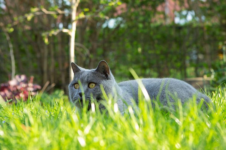 Chat dans l'herbe