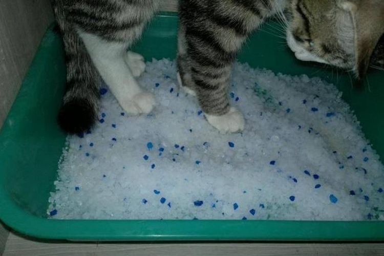 Litière pour chat en gel de silice