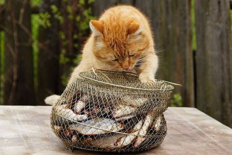 Le Chat et le Poisson