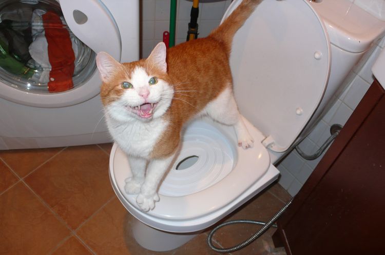 Chat sur les toilettes