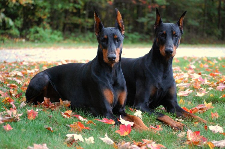 Doberman