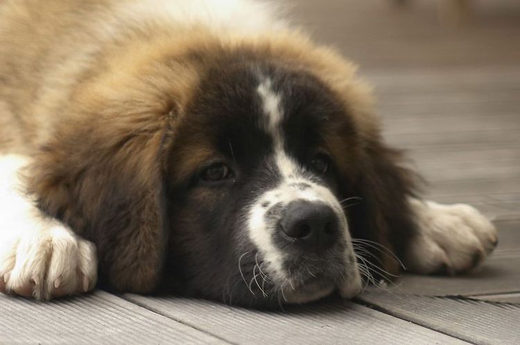 Chien de garde de Moscou