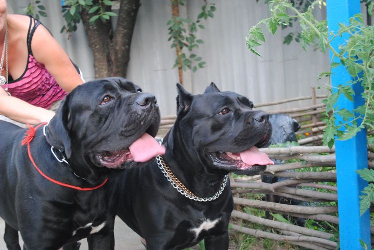 Cane Corso