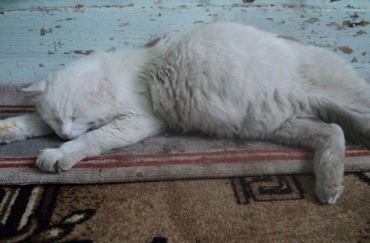 Chat aux flancs enflés