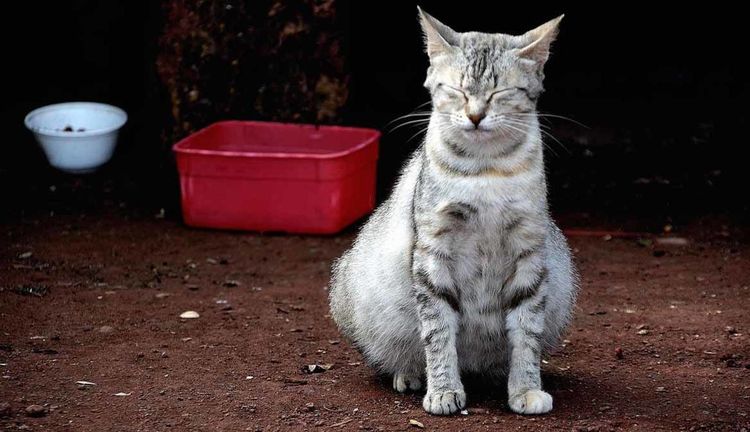 Le chat a les flancs enflés