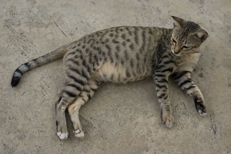 Le chat a les flancs enflés