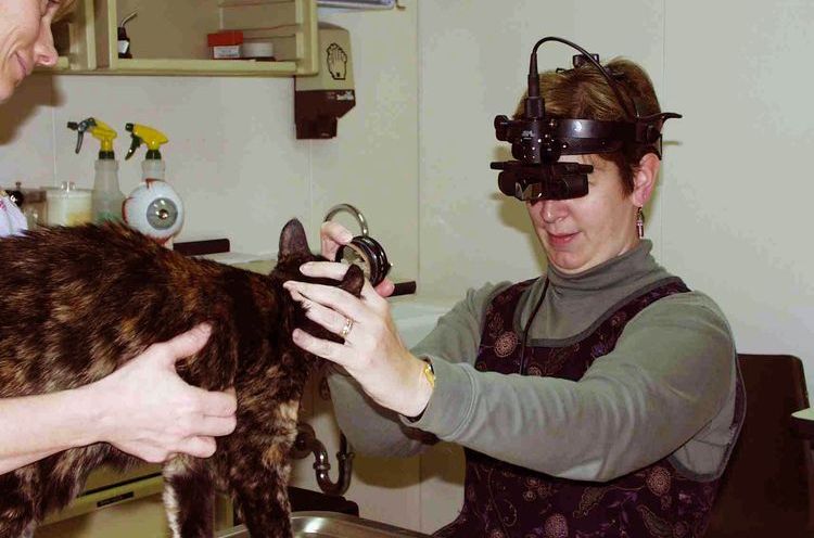Examen d'un chat par un ophtalmologiste