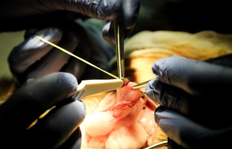 Ablation d'un kyste chez un chat