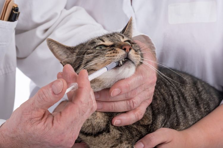 Administrer des médicaments à un chat à l'aide d'une seringue