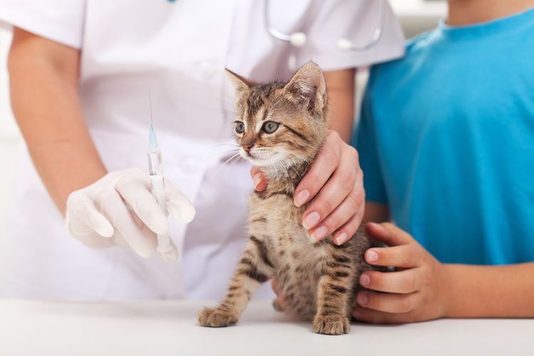 Vacciner un chaton contre la rage