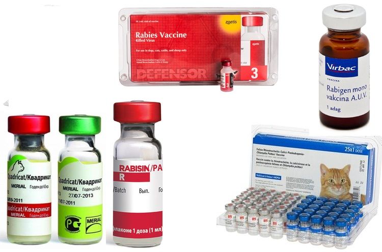 Vaccins antirabiques pour chats