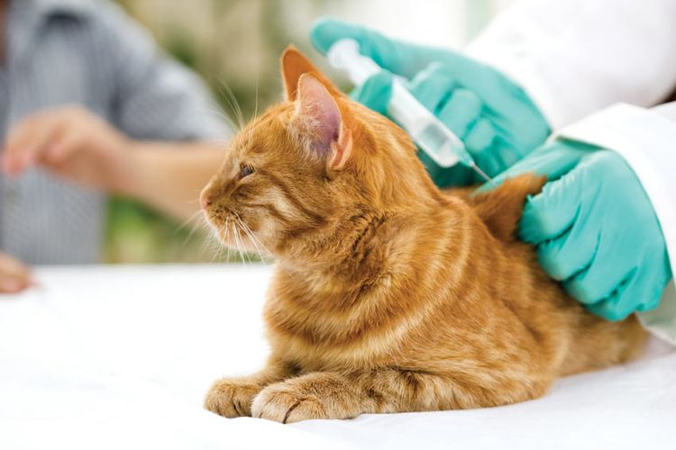 Vacciner un chat contre la rage