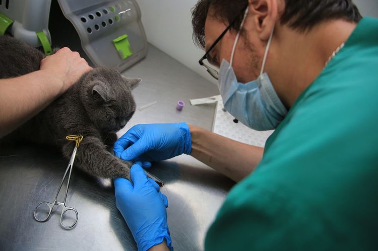 Prélèvement de sang sur un chat