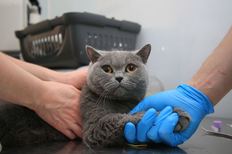 Prélèvement de sang sur un chat