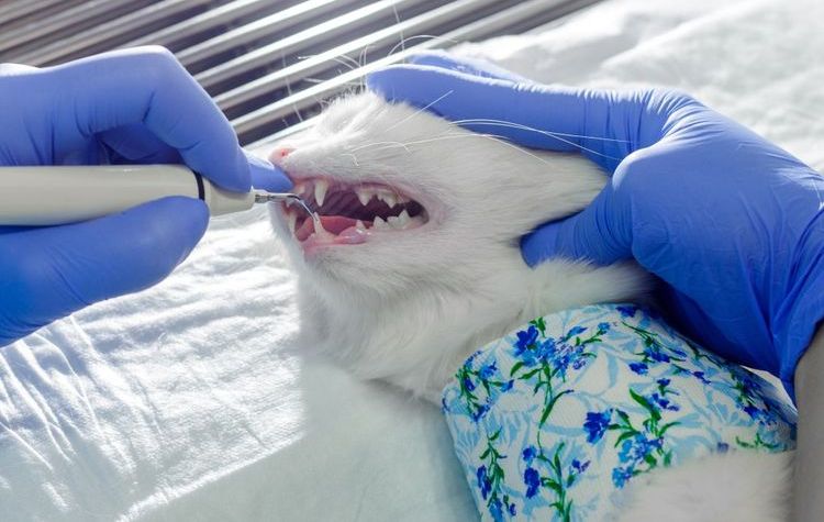 Enlever le tartre de la bouche d'un chat