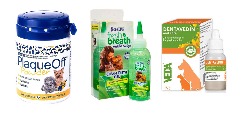 Traitements antitartre pour chats