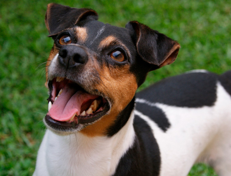 race de chien Terrier brésilien
