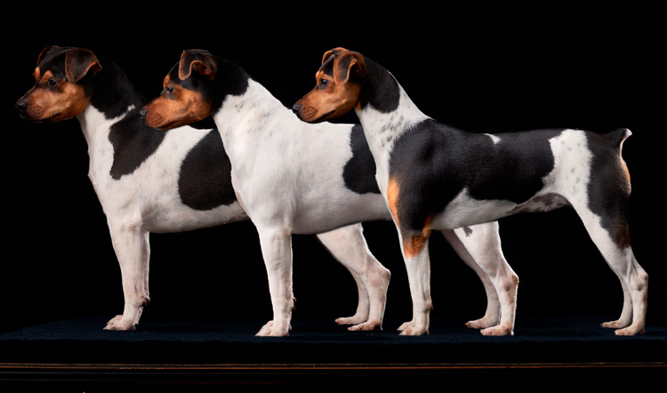 standard de la race Terrier brésilien