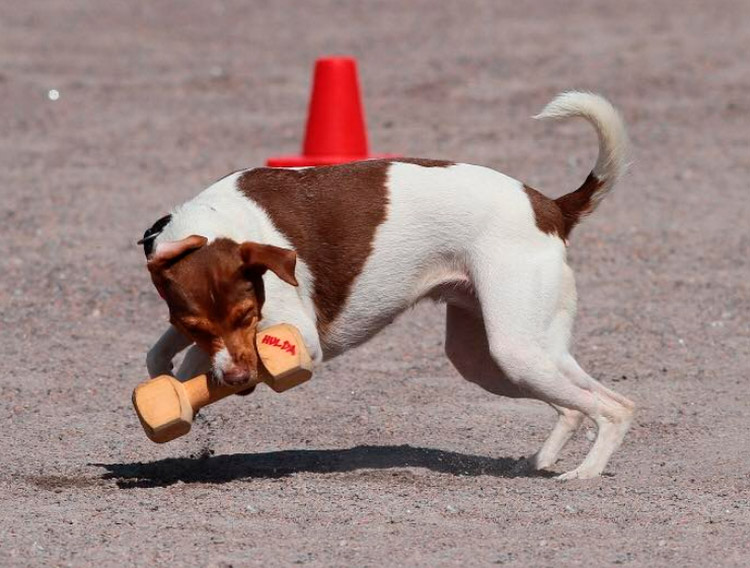 Terrier brésilien brun et blanc