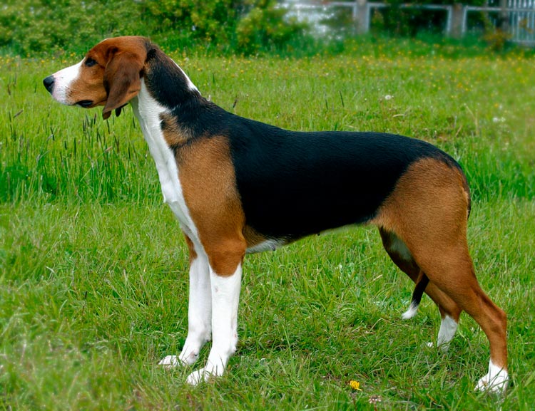 Standard du Chien courant finlandais