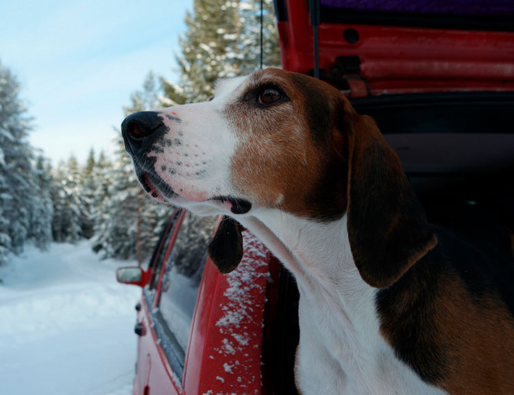 Un chien de chasse finlandais part à la chasse