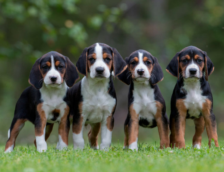 quatre chiots de race Lévrier finlandais