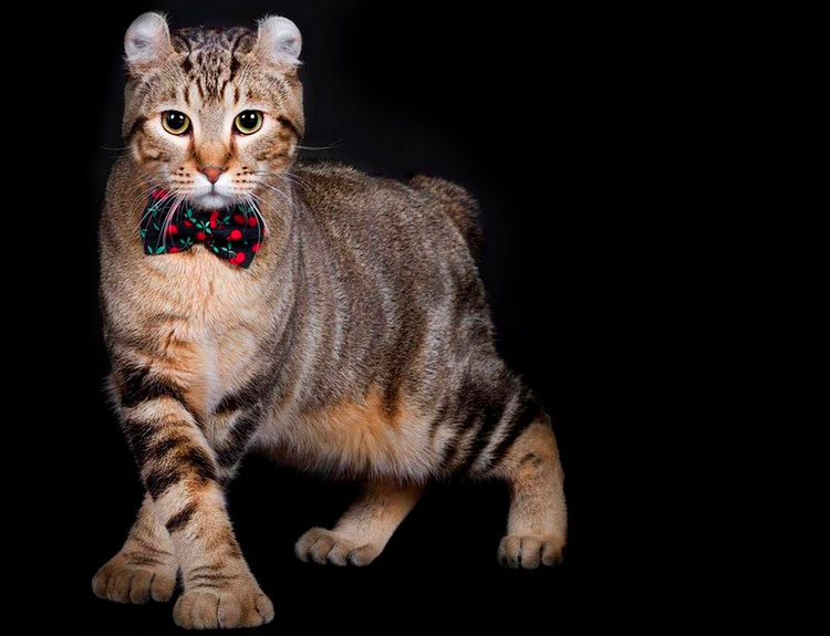 Highlander de la pépinière