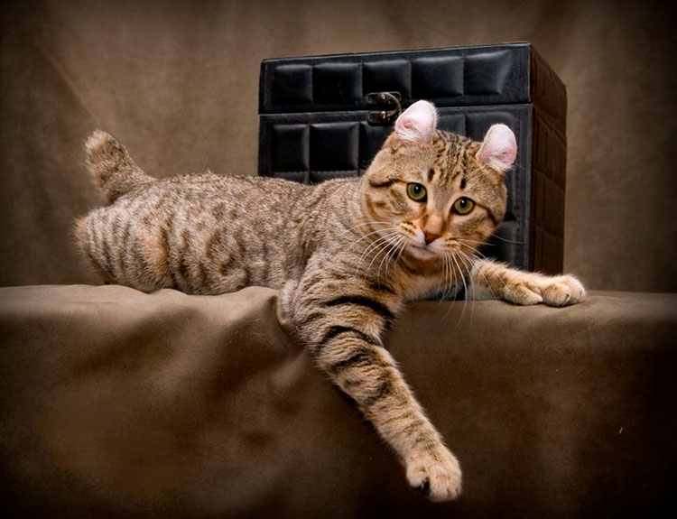 Race de chat Highlander