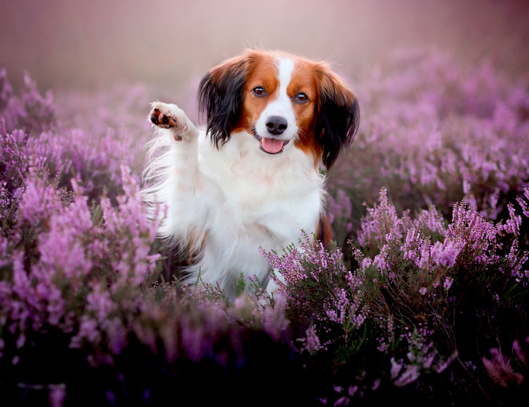 Chien Kooikerhondje
