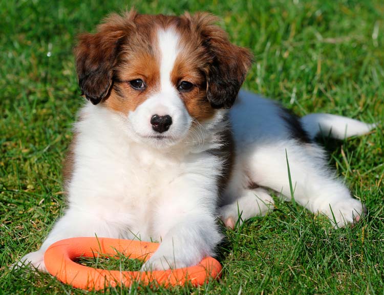 Chiot Kooikerhondje