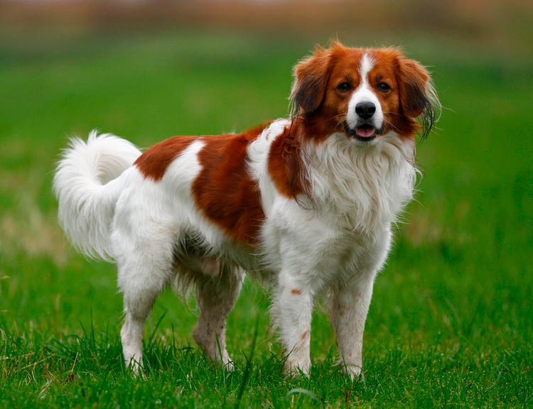 standard de la race Kooikerhondje