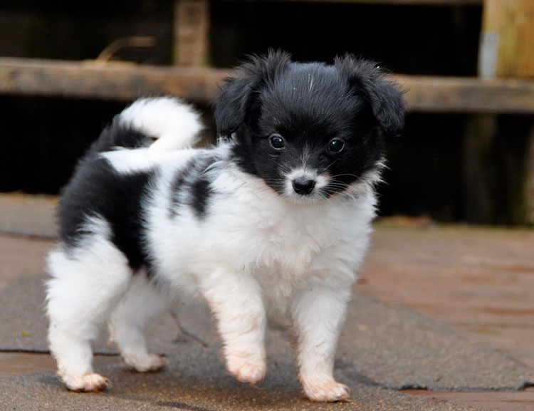 Combien coûte Phalen ?