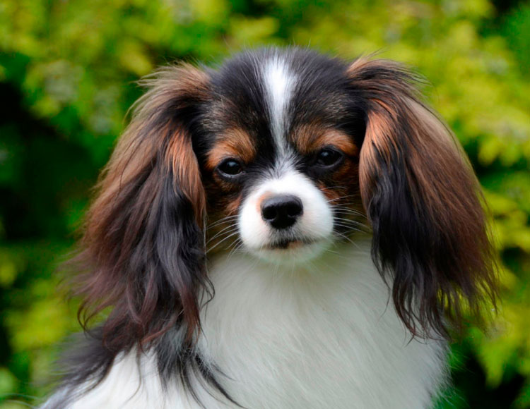 Phalene (épagneul jouet continental)