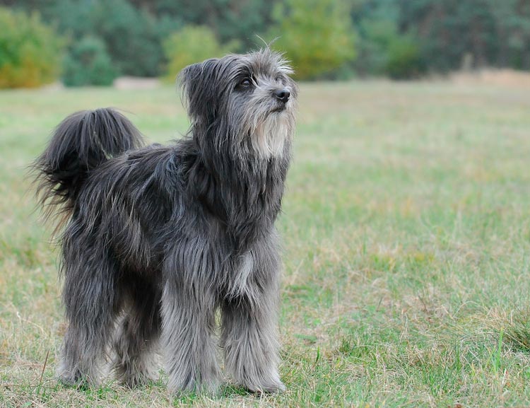 race de chien Berger des Pyrénées