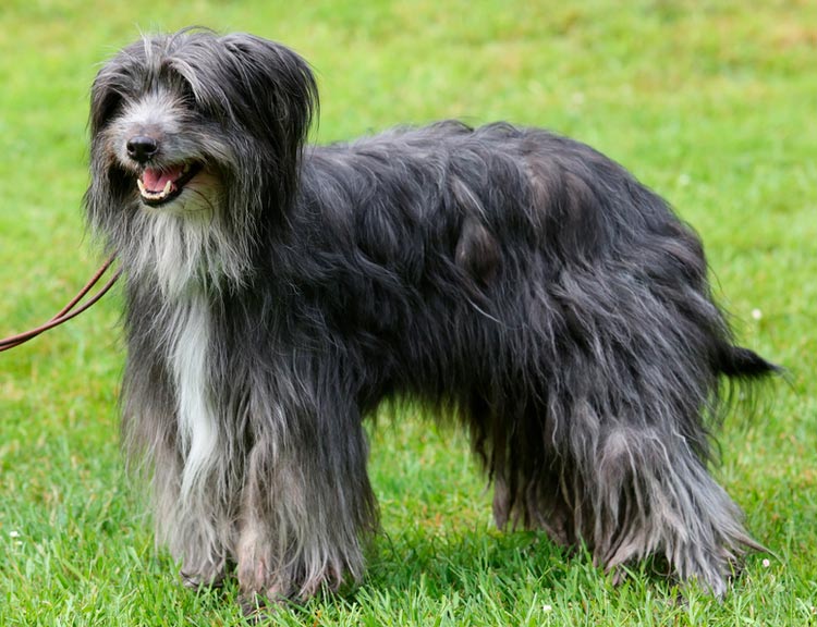 Standard du Berger des Pyrénées