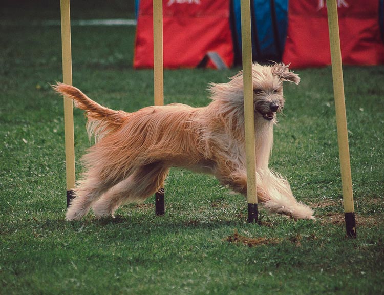 Agilité du berger des Pyrénées