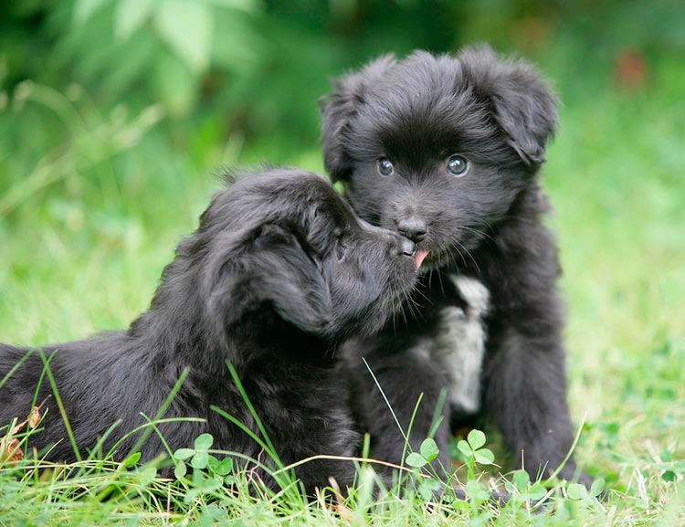 chiots Berger des Pyrénées