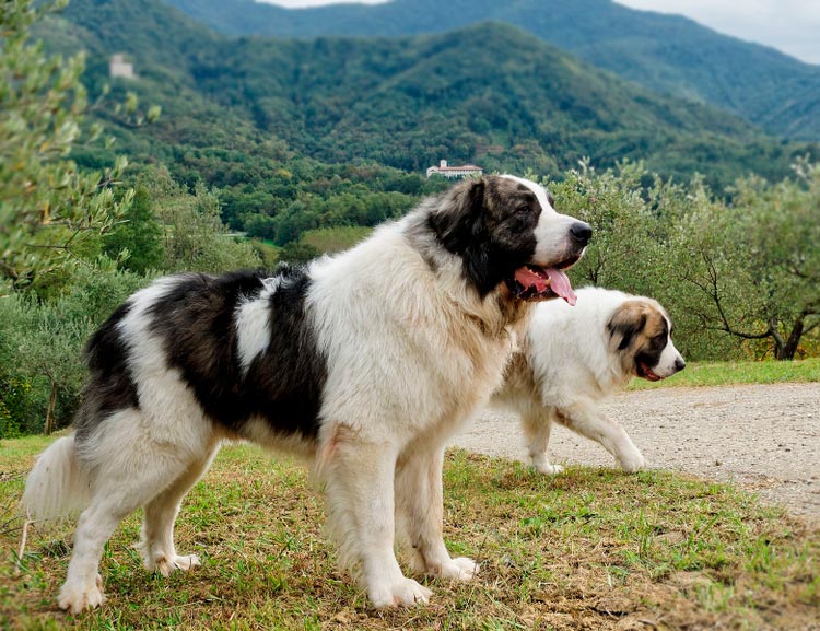 deux mastiffs des Pyrénées