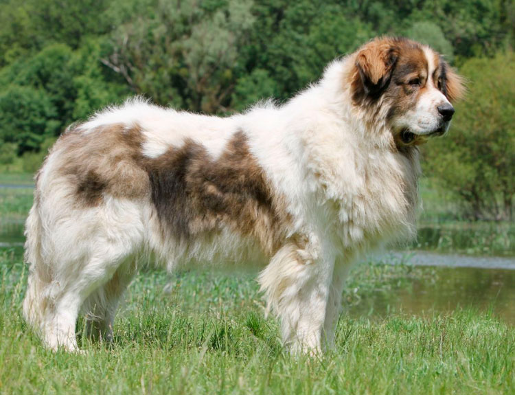 race de chien Mastiff des Pyrénées