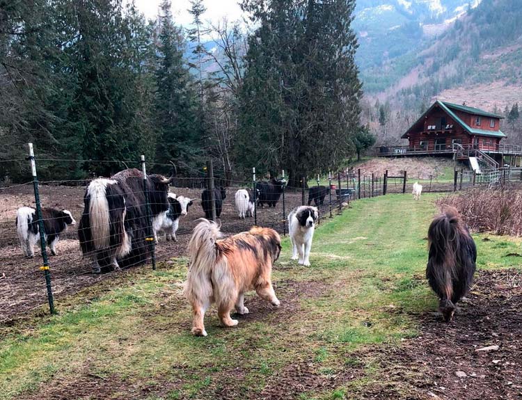 Chiens de race Mastiff des Pyrénées