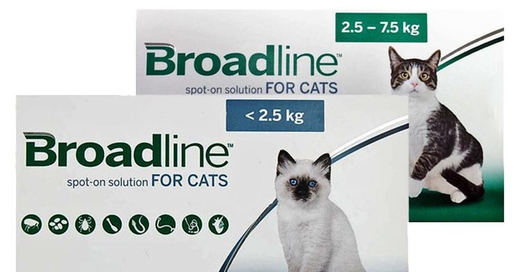 Broadline Spot-On pour chats
