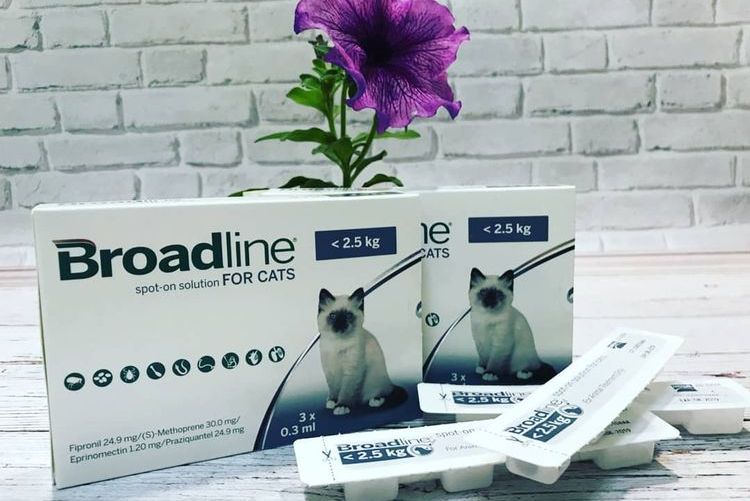 Broadline Spot-On pour chats