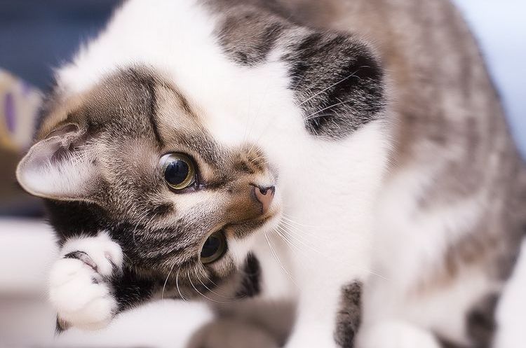 acariens de l'oreille