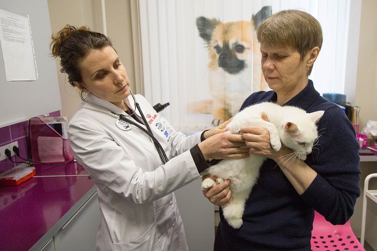 Un vétérinaire et un chat